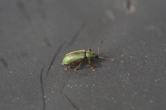 Phyllobius intrusus