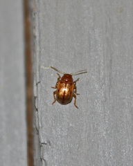 Metachroma pellucidum