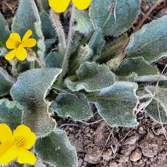 Viola purpurea aurea