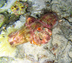 Dardanus pedunculatus