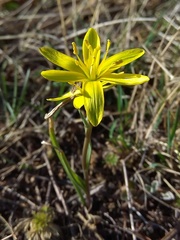 Gagea pauciflora