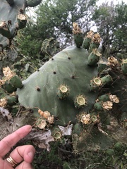 Opuntia alta
