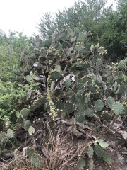 Opuntia alta