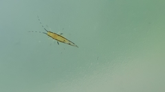 Eucallipterus tiliae