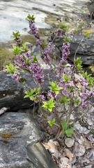 Daphne mezereum