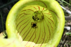 Exyra semicrocea