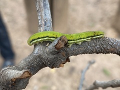 Catopsilia pomona