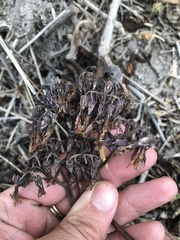 Kalanchoe daigremontiana