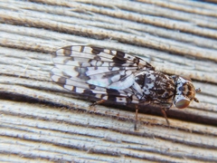 Pseudotephritis corticalis