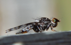 Pseudotephritis corticalis