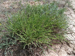 Ephedra distachya