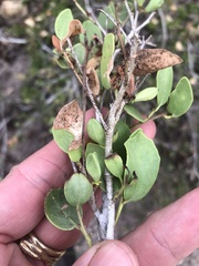 Maytenus phyllanthoides