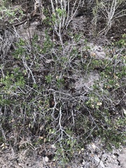 Maytenus phyllanthoides