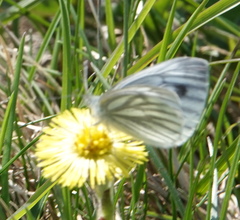 Pieris napi