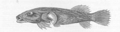 Clingfish photo 3