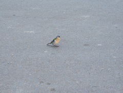 Fringilla coelebs moreletti