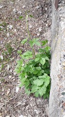 Humulus lupulus