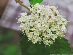 Viburnum scabrellum