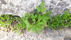 Humulus lupulus