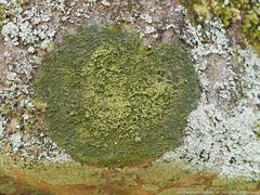 Micareopsis irriguata