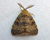 Spongy Moth - Photo (c) richardjaybee, some rights reserved (CC BY-NC), uploaded by richardjaybee