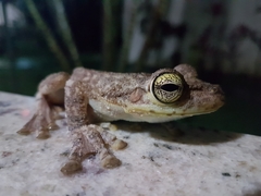 Itapotihyla langsdorffii