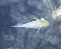 Hypoplectrus unicolor