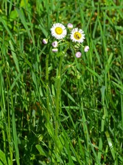 Erigeron strigosus strigosus