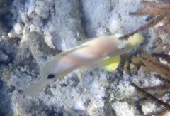 Hypoplectrus unicolor