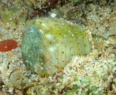 Conus abbreviatus