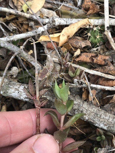 Lenophyllum texanum, photograph 3