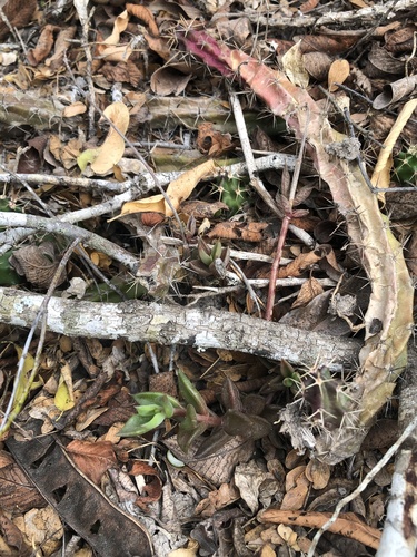 Lenophyllum texanum, photograph 4