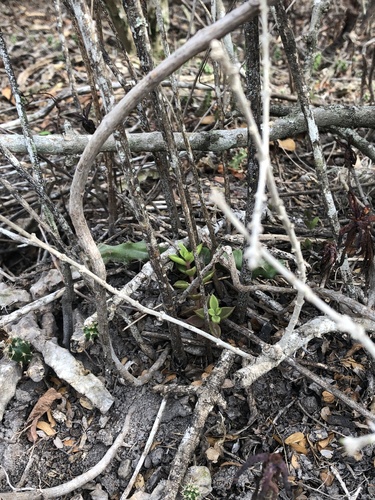 Lenophyllum texanum, photograph 5