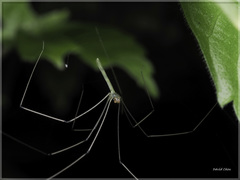 Leptopholcus huongson