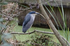 Nycticorax nycticorax