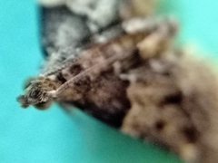 Pyralis pictalis
