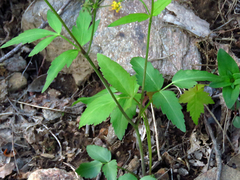 Zizia trifoliata