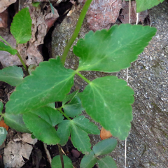 Zizia trifoliata