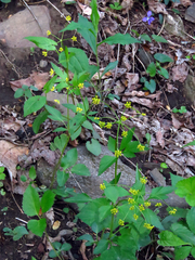 Zizia trifoliata