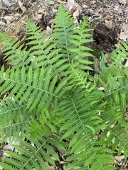 Deparia