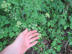 Thaspium chapmanii