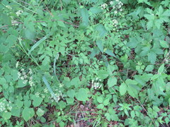 Thaspium chapmanii