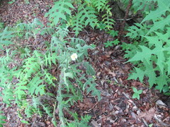 Polymnia canadensis radiata