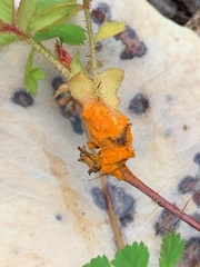 Phragmidium mucronatum