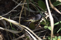 Psammophis orientalis