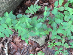 Euphorbia mercurialina