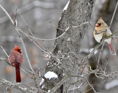 Cardinalis cardinalis