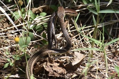 Psammophis orientalis