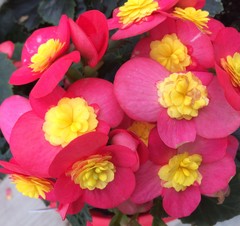 Begonia