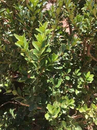 Buxus image